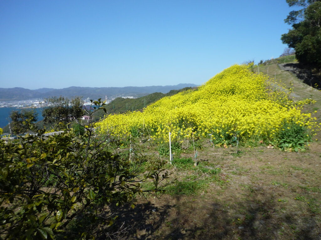 笠戸島家族旅行村の風景 菜の花畑