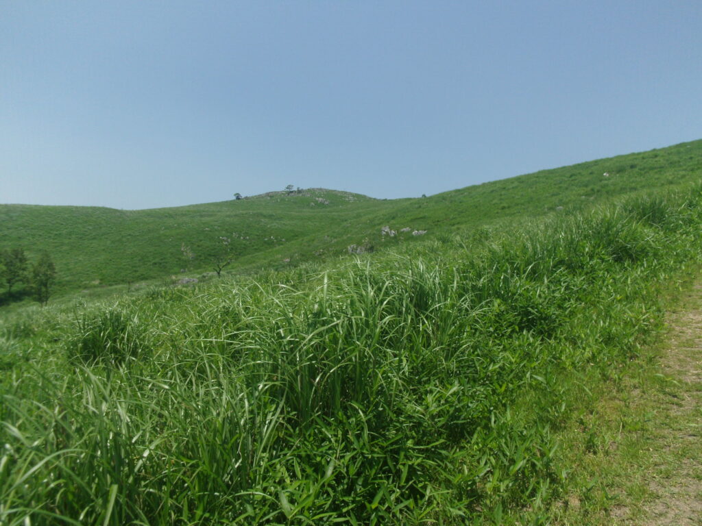 龍護峰への丘