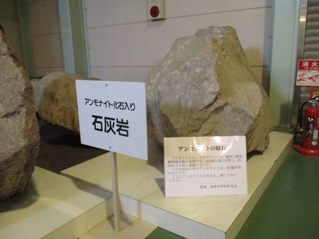 アンモナイトの原石