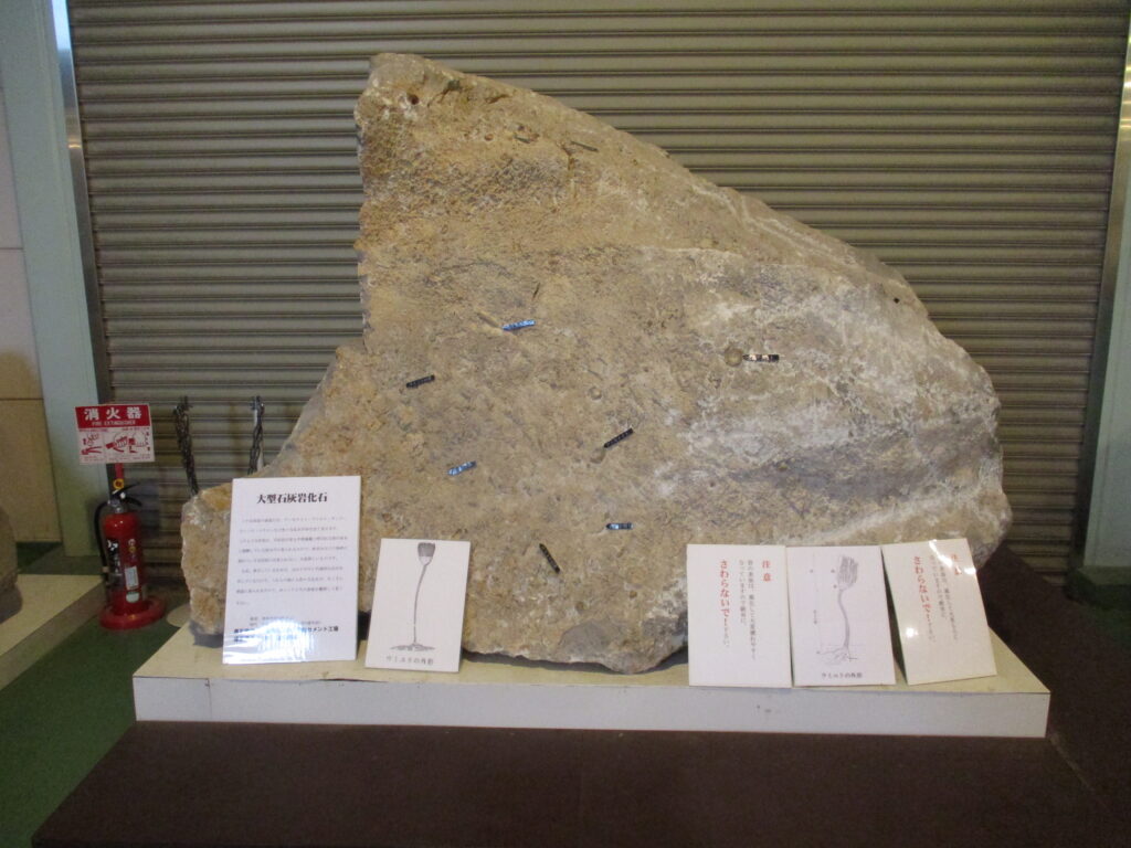 ウミユリの化石