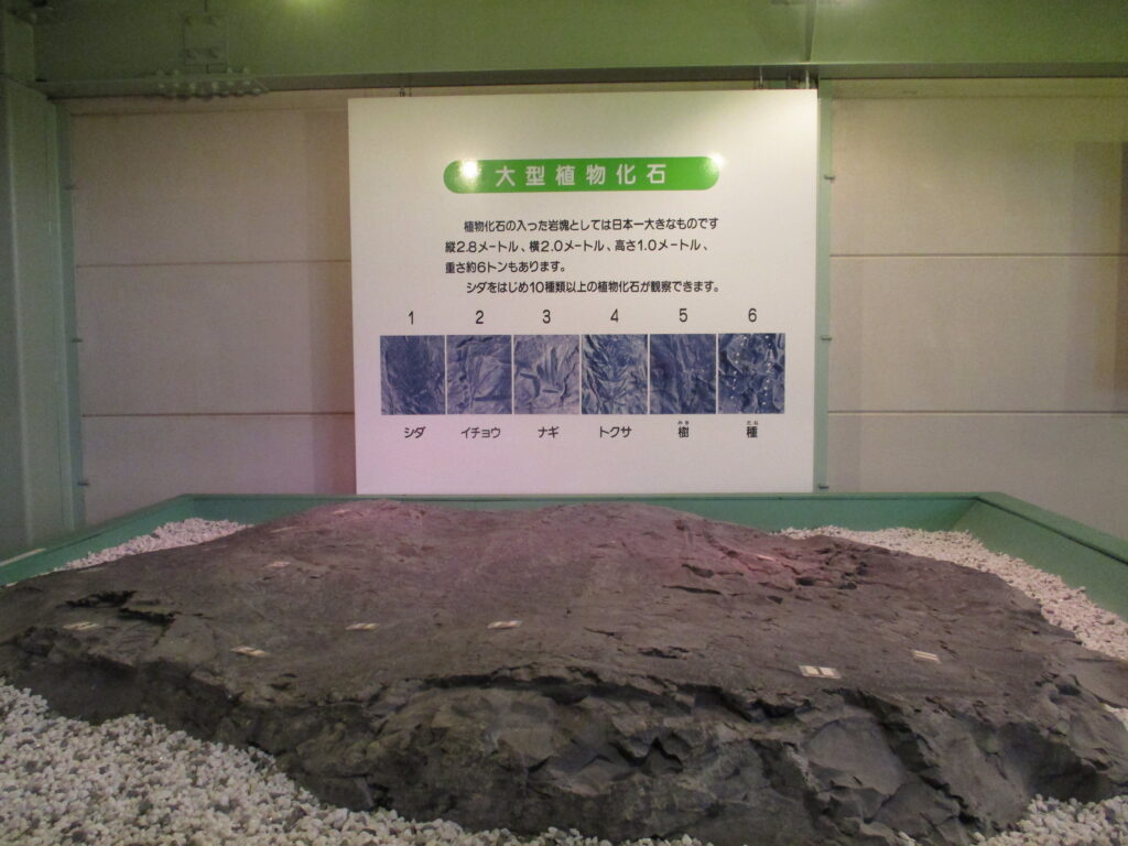 大型植物化石