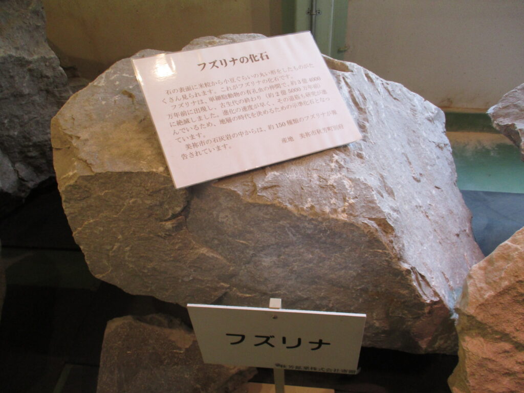 フズリナの化石
