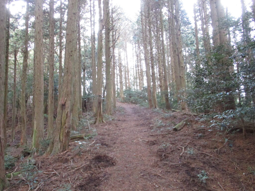 ふかふかの杉の林道