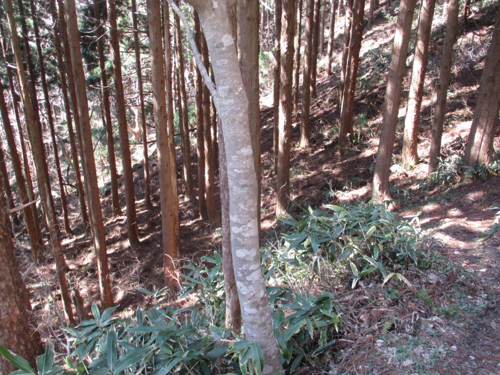 植林帯