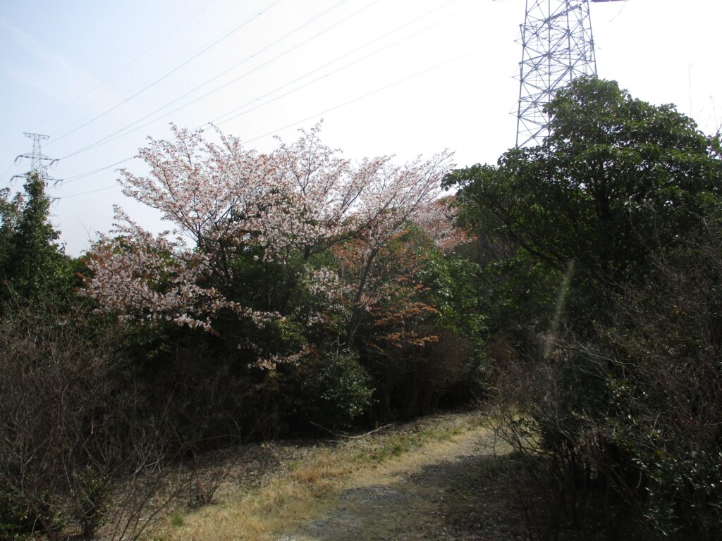 桜が八分咲き