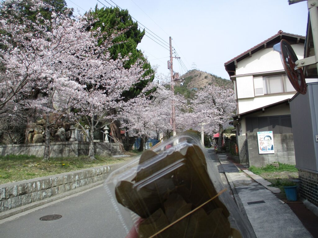 参道で桜餅を買う