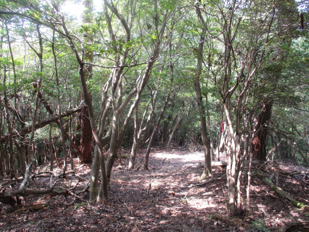 高峰城跡の先のリボン